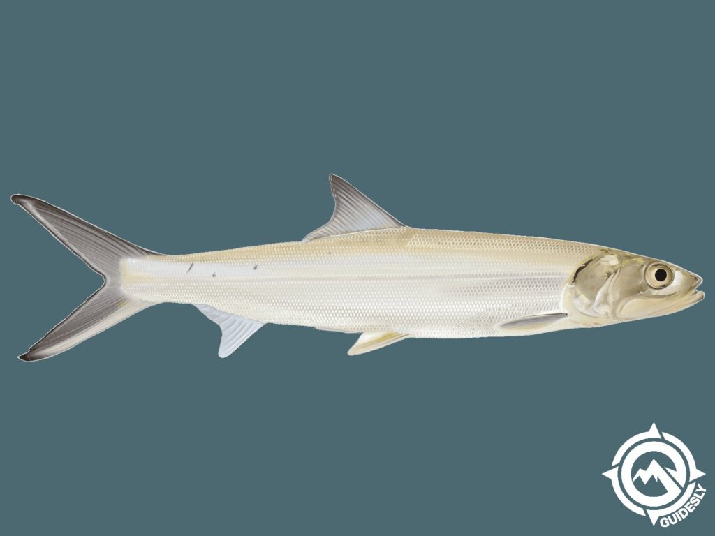 All About Lady Fish: Tips For Cooking And Nutrition