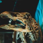 dinosaur fossil discovery