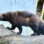 Wolverine PS5 sales